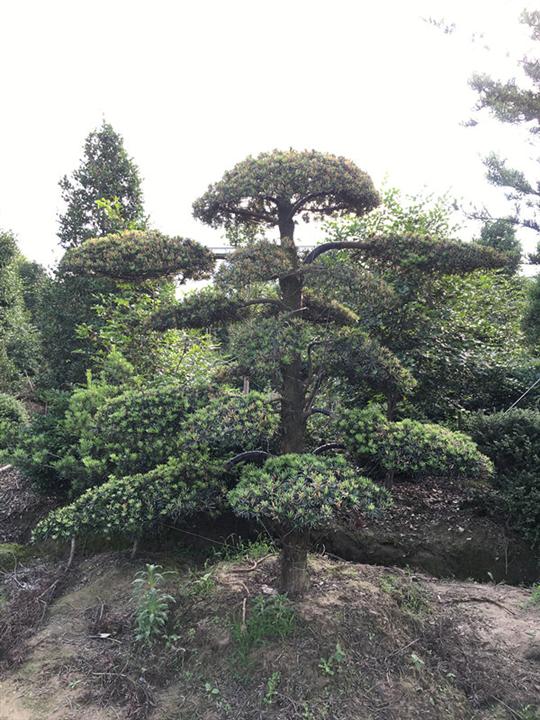 宁波造型罗汉松
