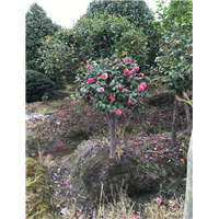 造型罗汉松24 