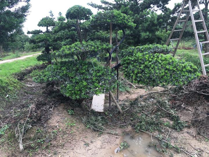宁波造型罗汉松
