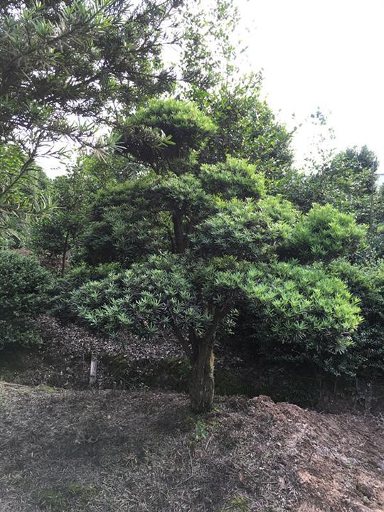 浙江宁波造型罗汉松 