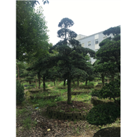 造型罗汉松48 