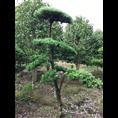 浙江造型罗汉松