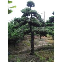 浙江造型罗汉松 
