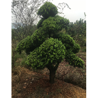 造型罗汉松52 