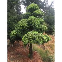 造型罗汉松53 