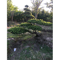 造型罗汉松33 
