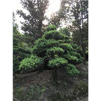 浙江造型罗汉松 