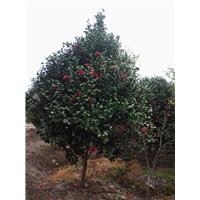 浙江茶花基地*茶花价格