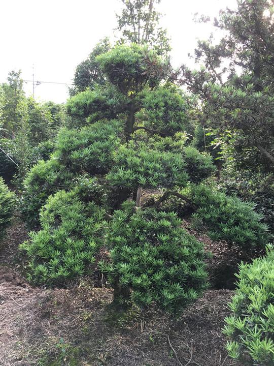浙江造型罗汉松 