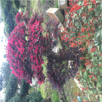 造型红花继木桩7
