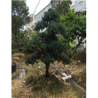 造型罗汉松23 