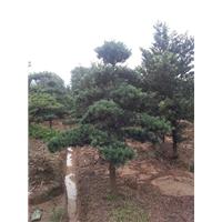 浙江造型罗汉松 
