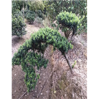 造型罗汉松63 