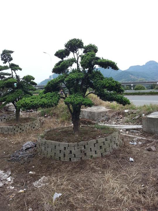 浙江宁波造型罗汉松 