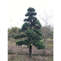 浙江造型罗汉松基地