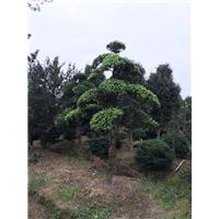 浙江造型罗汉松/宁波造型罗汉松