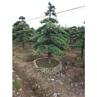 浙江宁波造型罗汉松 