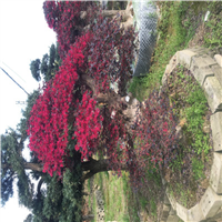 造型红花继木桩4