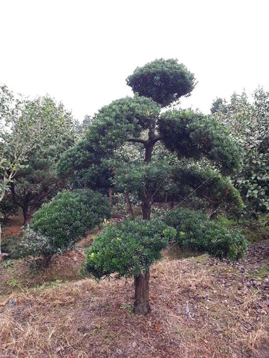 浙江造型罗汉松 