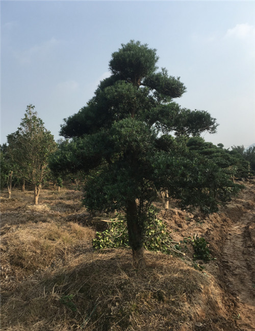 造型罗汉松66 