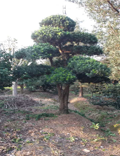 造型罗汉松15 