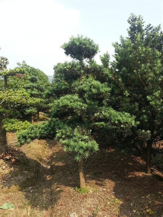 浙江宁波造型罗汉松出售 