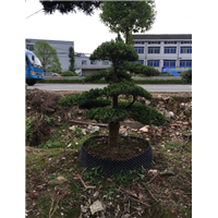 造型罗汉松46 