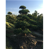 造型罗汉松29 