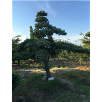 造型罗汉松30 