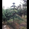 造型罗汉松基地