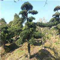 造型罗汉松23