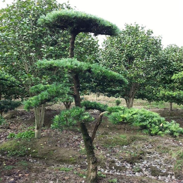 浙江造型罗汉松