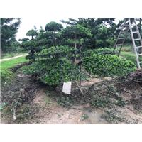 宁波造型罗汉松