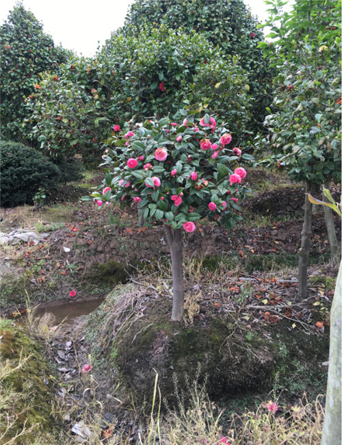 造型罗汉松24 