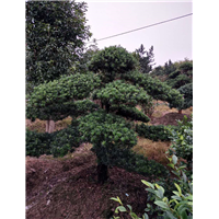 造型罗汉松59 