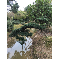 造型罗汉松3 