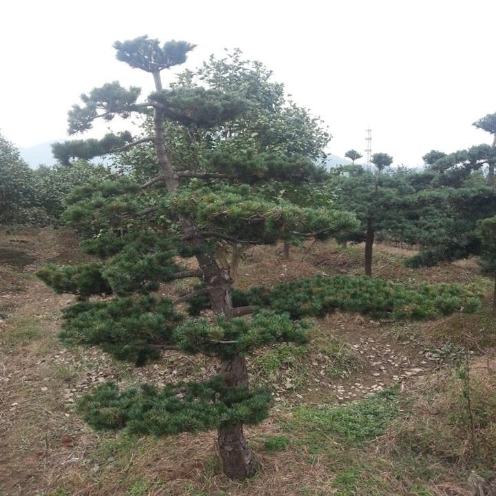 浙江造型五针松