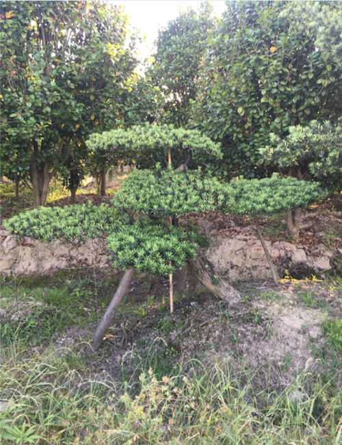 造型罗汉松27 