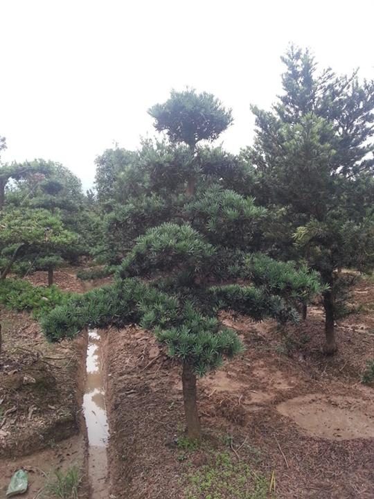 浙江造型罗汉松 
