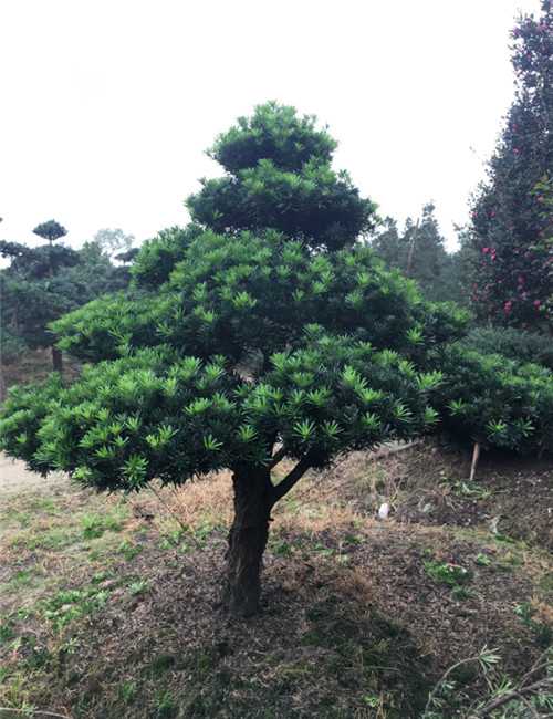 造型罗汉松16 