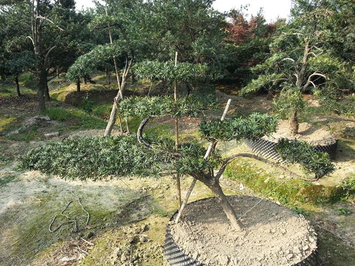 造型罗汉松 