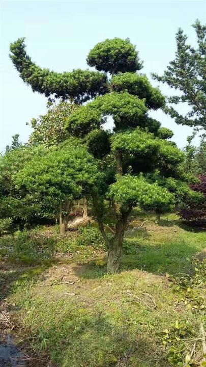 宁波造型罗汉松