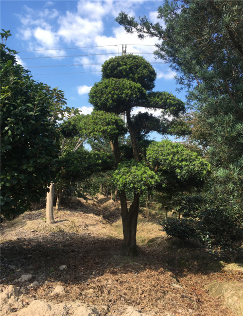 造型罗汉松68 