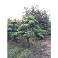浙江宁波造型罗汉松 