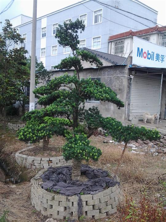 浙江刚造造型罗汉松 