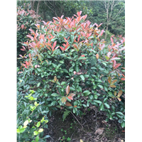造型罗汉松64 