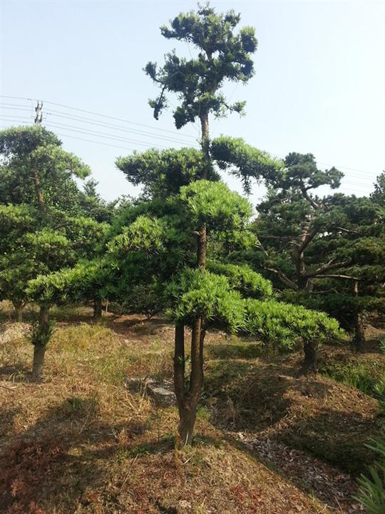 浙江宁波造型罗汉松 