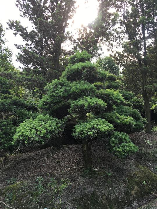 浙江造型罗汉松 