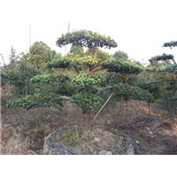 造型罗汉松/宁波造型罗汉松 