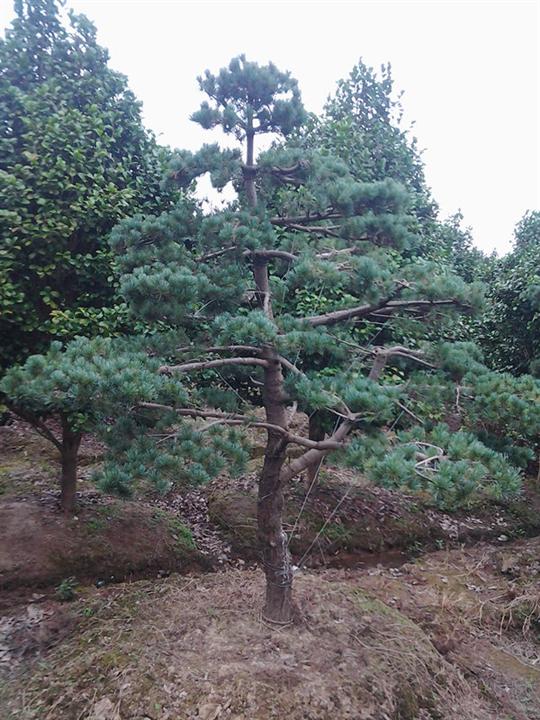 刚造造型五针松